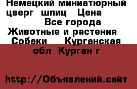 Немецкий миниатюрный(цверг) шпиц › Цена ­ 50 000 - Все города Животные и растения » Собаки   . Курганская обл.,Курган г.